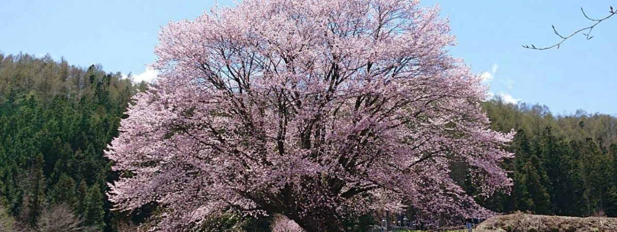 片品村の天王桜